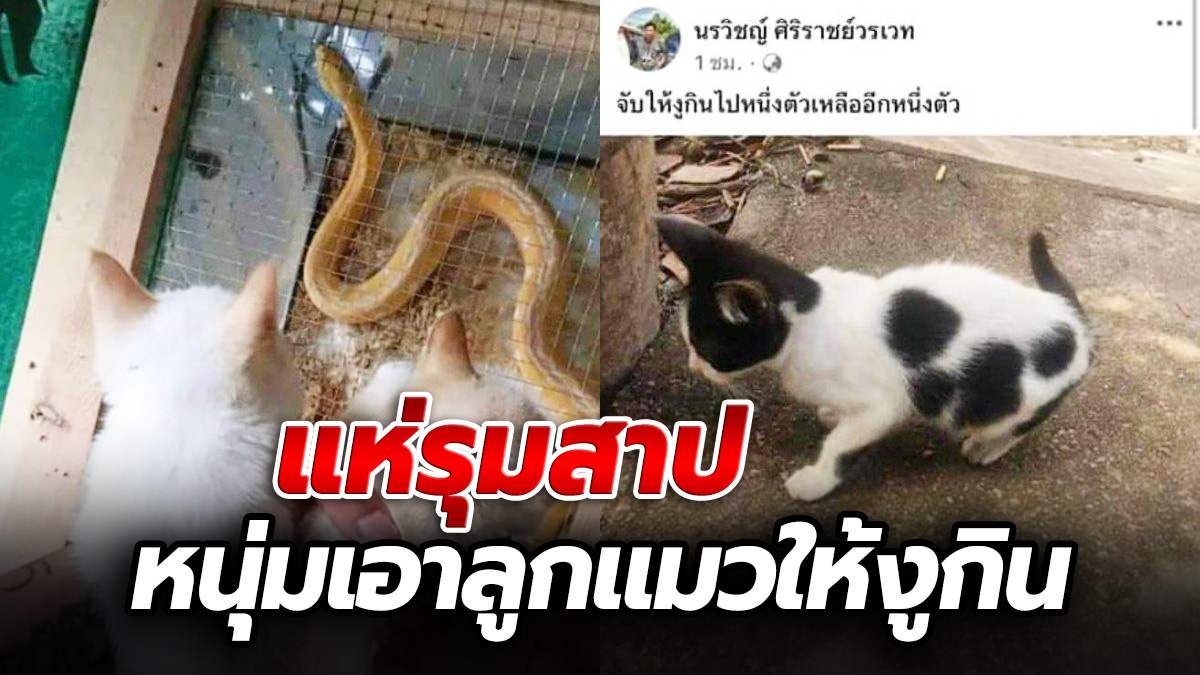 “ทาสแมว” รุมสาป หนุ่มรับ “ลูกแมว” ไปให้ “งูหลามบอล” กินเป็นอาหาร ก่อนรีบลบเฟสบุ๊คหนี