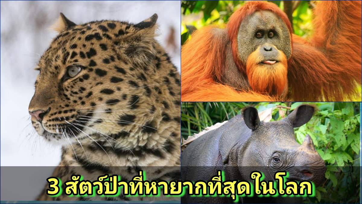 3 สัตว์ป่าที่หายากที่สุดในโลก