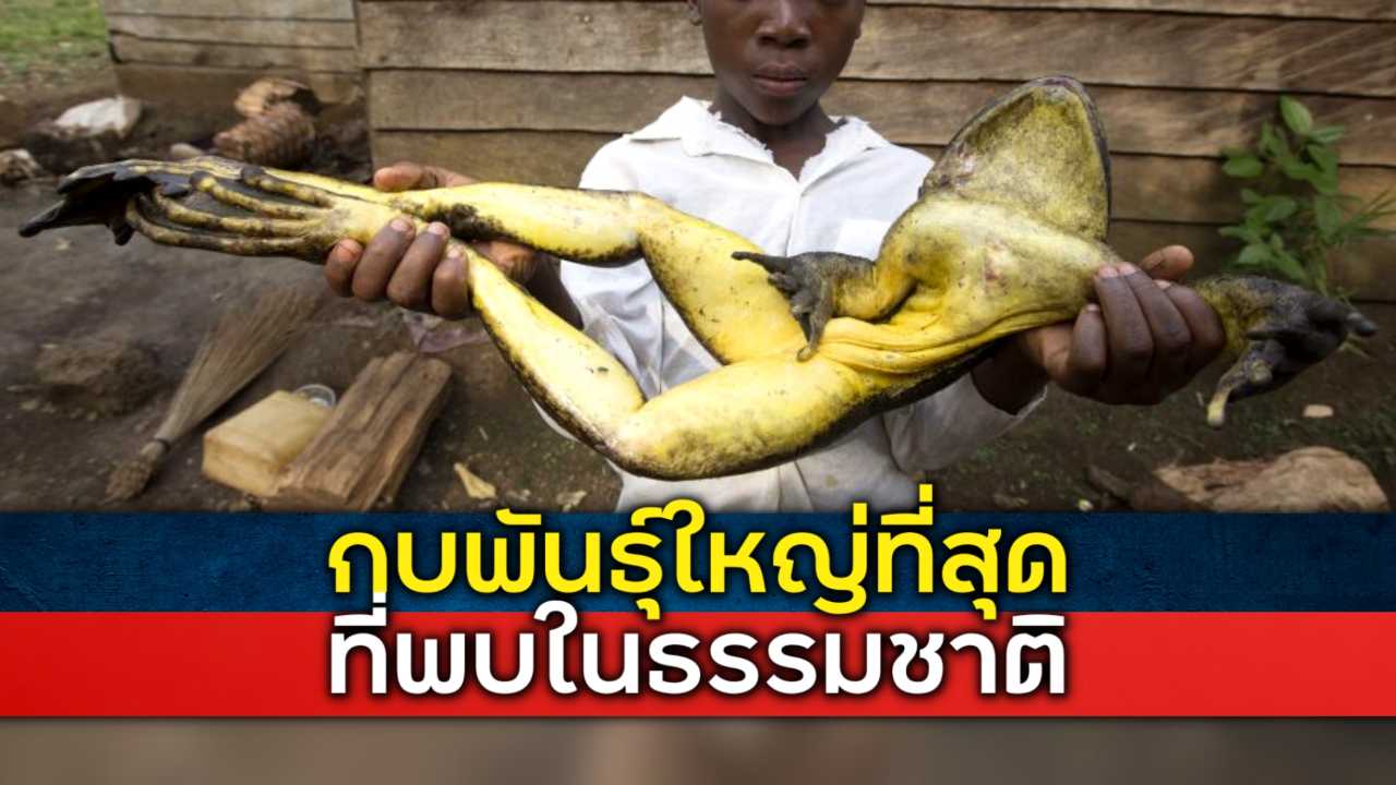 กบสายพันธุ์ที่มีขนาดใหญ่ที่สุด ที่ยังไม่สูญพันธุ์ไปจากโลก