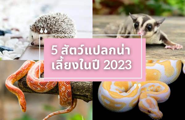 5 สัตว์แปลกน่าเลี้ยงในปี 2023