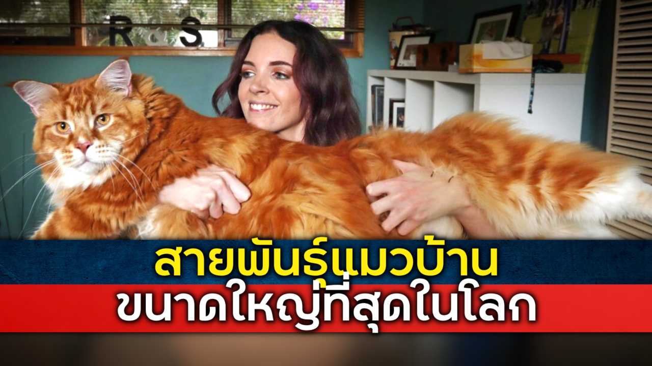 สายพันธุ์แมวบ้าน ที่มีขนาดลำตัวใหญ่มากที่สุดในโลก