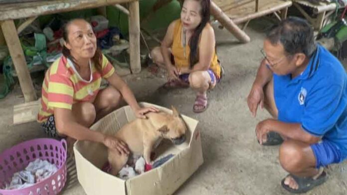 แห่ตีเลขเด็ด ลูกหมาเกิดมามี6ขา ชาวบ้านเชื่อ เกิดมาให้โชครับวันหวยออก