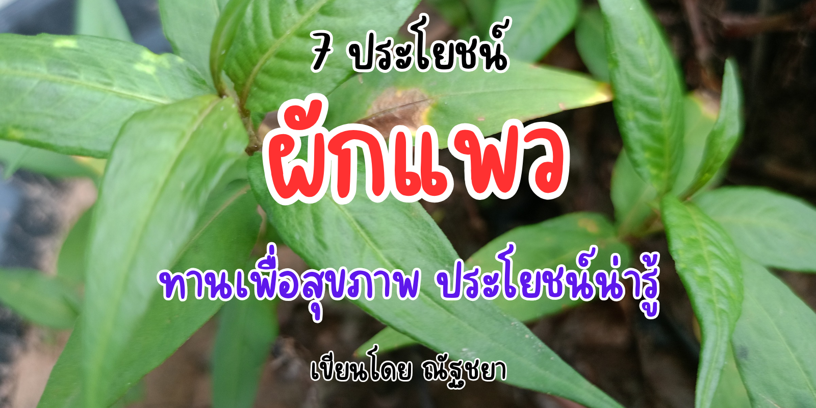 7 ประโยชน์ของผักแพว ผักแพวทานเพื่อสุขภาพ