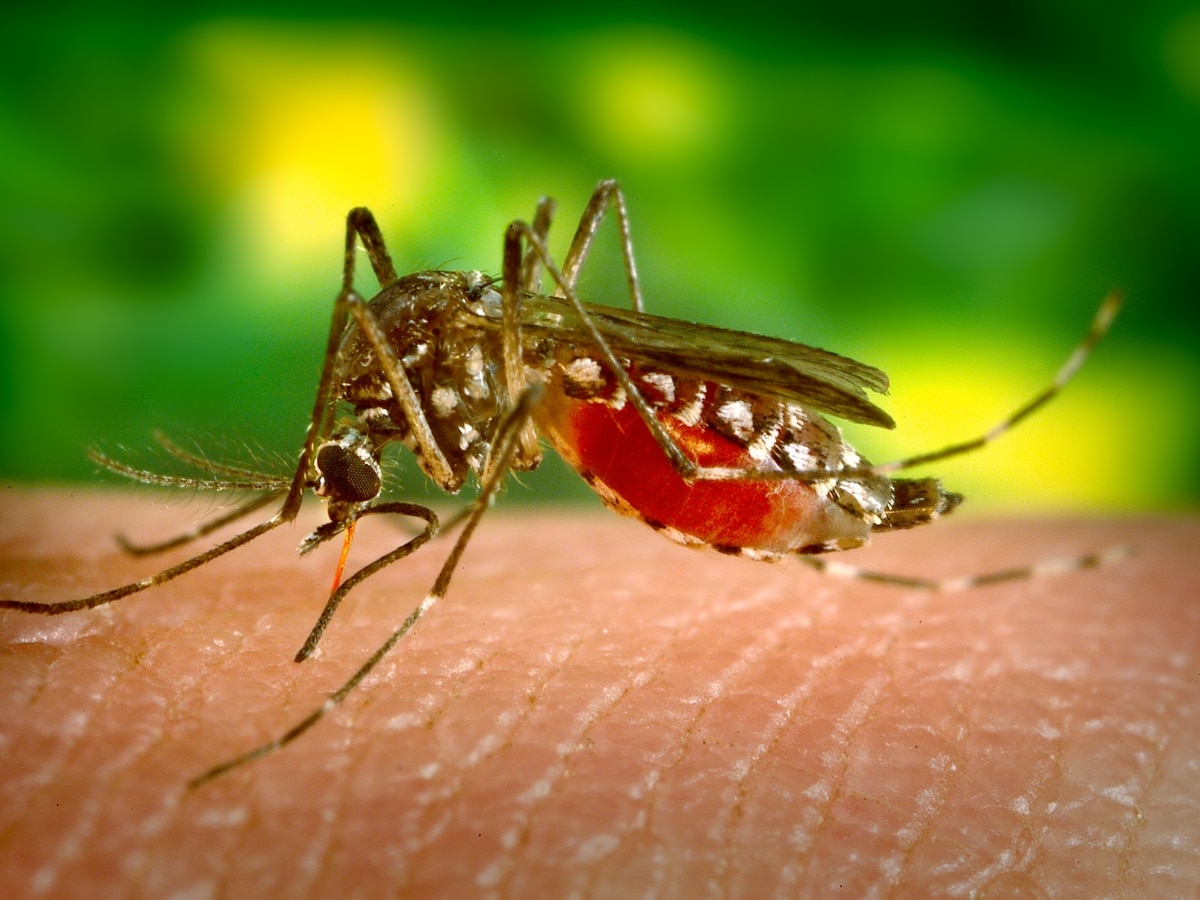 Foods to avoid in dengue: डेंगू मरीजों के प्लेटलेट्स काउंट गिराते हैं ये 5 फूड, भूलकर भी न करें इनका सेवन