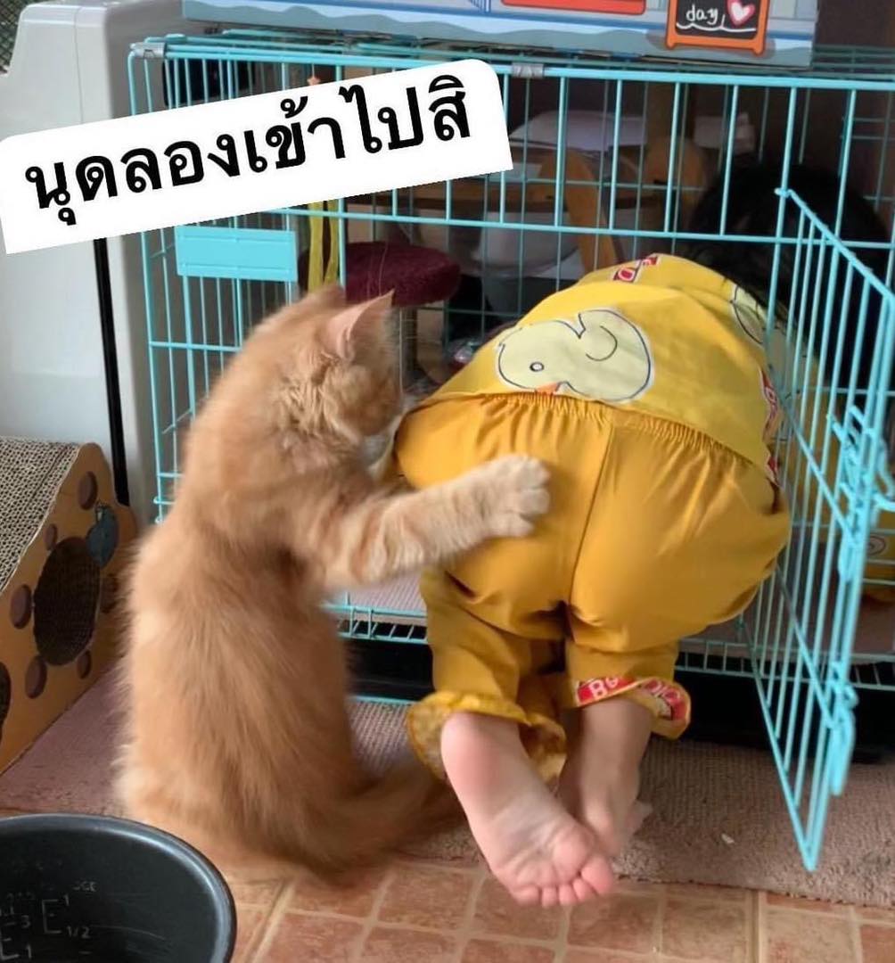 แมวส้มชวนหนูน้อยเข้าไปเล่นในกรง แต่สิ่งที่ทำ… ช่างร้ายยิ่งนัก