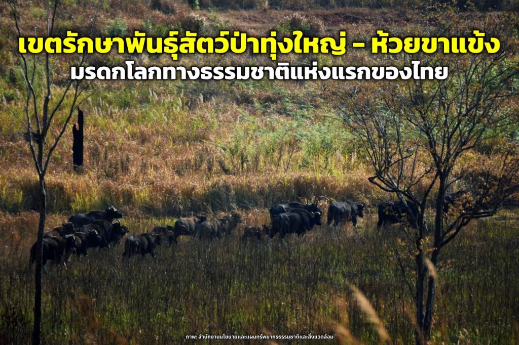 “เขตรักษาพันธุ์สัตว์ป่าทุ่งใหญ่