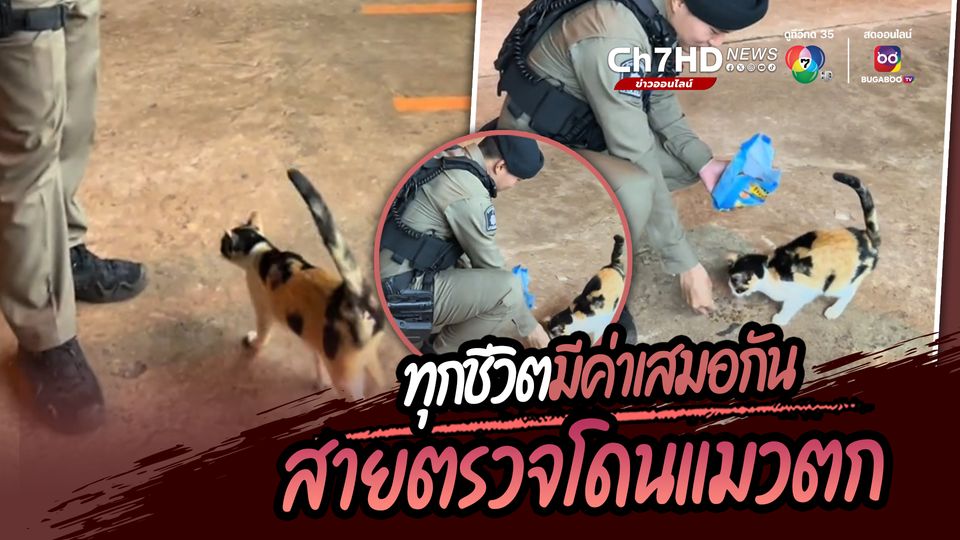 ข่าวออกตรวจพื้นที่ป้องกันเหตุ ตำรวจสายตรวจโดนแมวจรจัดตก