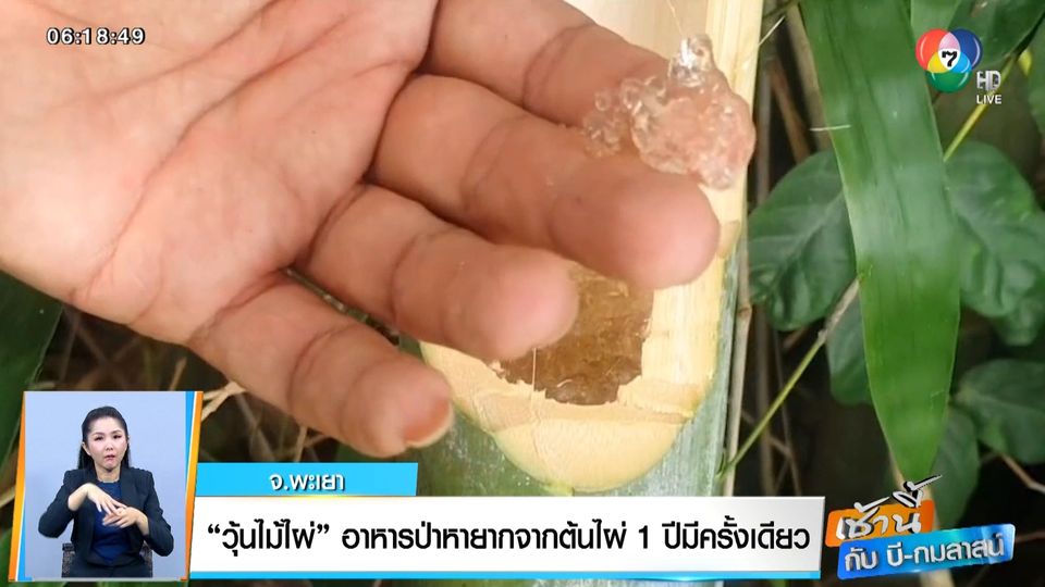 ข่าวเช้านี้กับ บี กมลาสน์ : วุ้นไม้ไผ่ อาหารป่าหายากจากต้นไผ่ 1 ปีมีครั้งเดียว จ.พะเยา