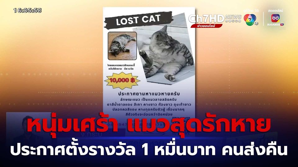 ข่าวแมวสุดรักหาย ประกาศตั้งรางวัล 1 หมื่นบาท คนส่งคืน จ.กระบี่