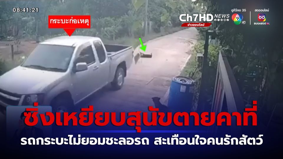 ข่าวรถกระบะซิ่งบนถนน เหยียบสุนัขตายคาที่ จ.ปทุมธานี