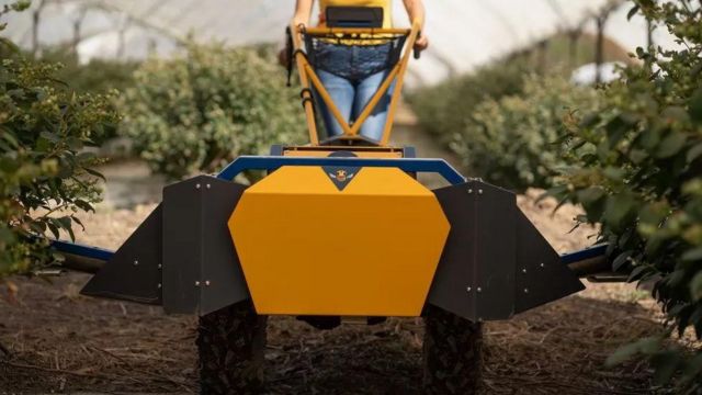 A tecnologia que agricultores estão usando para tentar salvar as abelhas