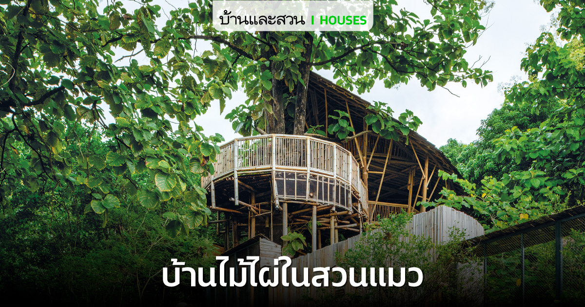 บ้านไม้ไผ่ในสวน ที่มีน้องแมวกว่า 60 ตัว!