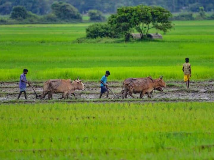 Food Inflation: सितंबर की बारिश कम करेगी महंगाई, चावल समेत घटेंगे इन चीजों के बढ़ते दाम!