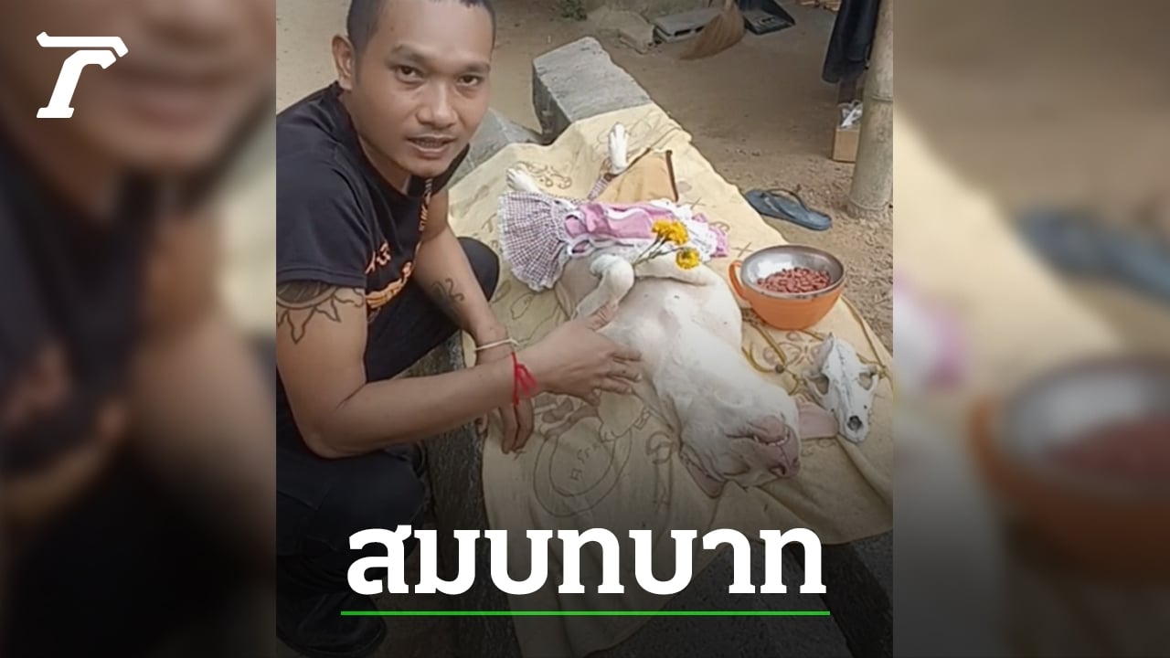 ไวรัลน่ารัก “หมีขาว” ตูบแสนรู้นอนนิ่งให้เจ้านายถ่ายคลิป แสดงเก่งจนคนเอ็นดู