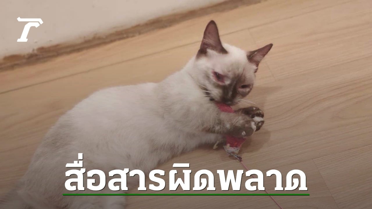 “คาเฟ่แมว” ขอโทษแล้ว หลังลูกค้าเจอ “แมวป่วย” ยืนยันพาหาหมอตลอด