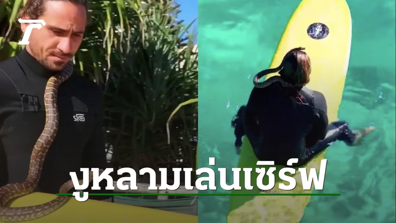 หนุ่มออสซี่ถูกปรับครึ่งแสน เหตุพา “งูหลาม” เล่นกระดานโต้คลื่น