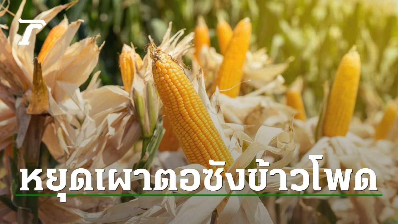 เตือนเกษตรกรไทย อียูจ่อใช้ภาษี ‘CBAM’ ทำโทษข้าวโพดอาหารสัตว์ ที่มีการเผาตอซัง