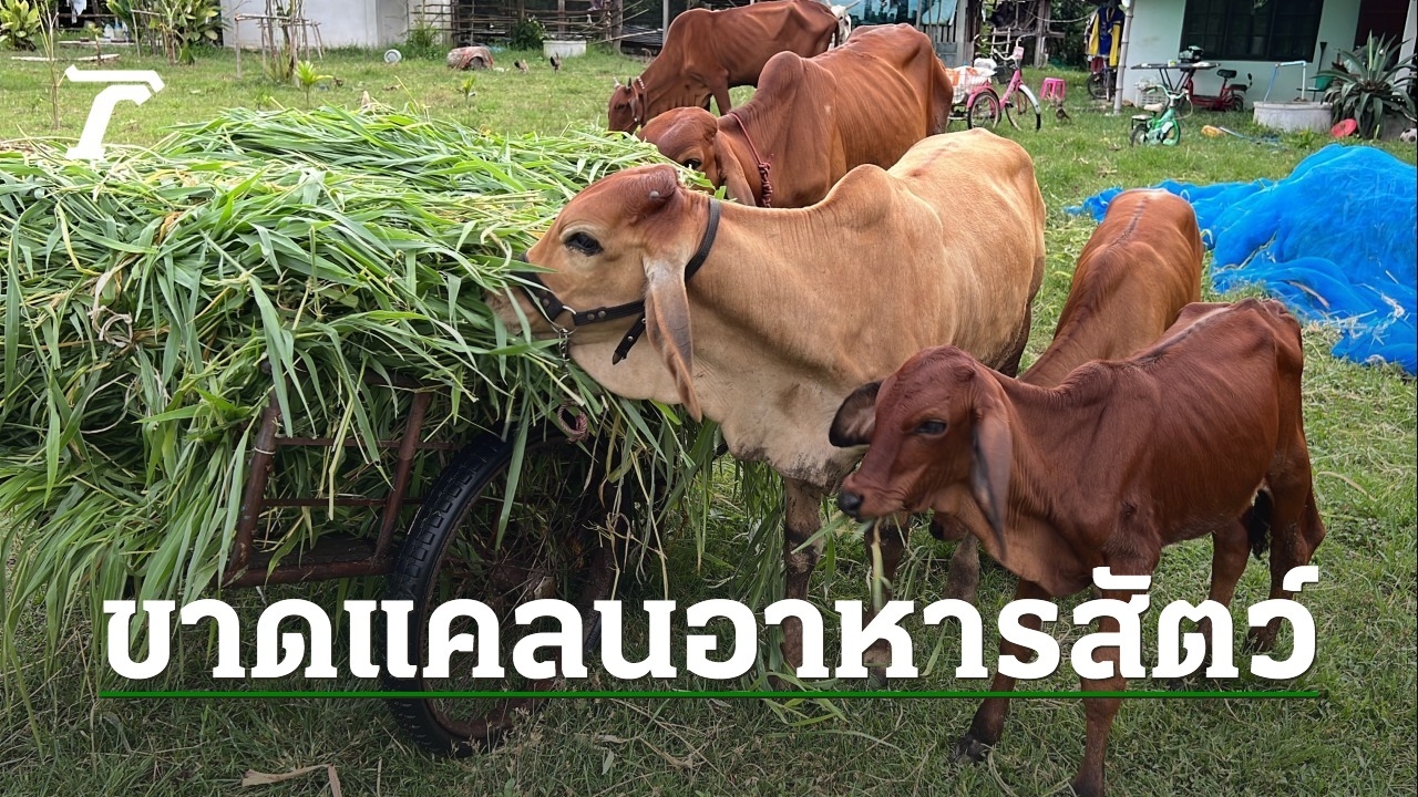 ร้อยเอ็ดน้ำท่วมนับสัปดาห์ ชาวบ้านขาดแคลนอาหารสัตว์ วอน รมว.เกษตร ช่วยดูแล