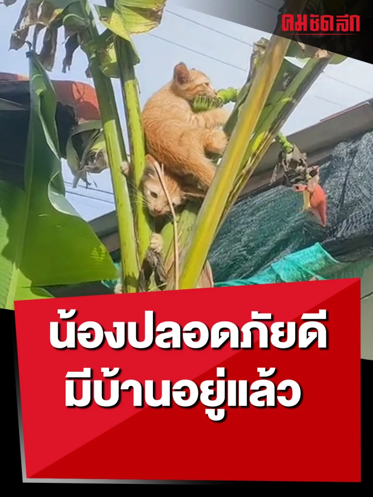 เอ็นดูอะไรก่อนดี เมื่อแมวส้มปีนต้นกล้วยหนีหมา (มีคลิป)