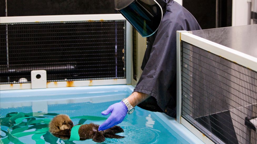 What we can learn from California’s surfing sea otter