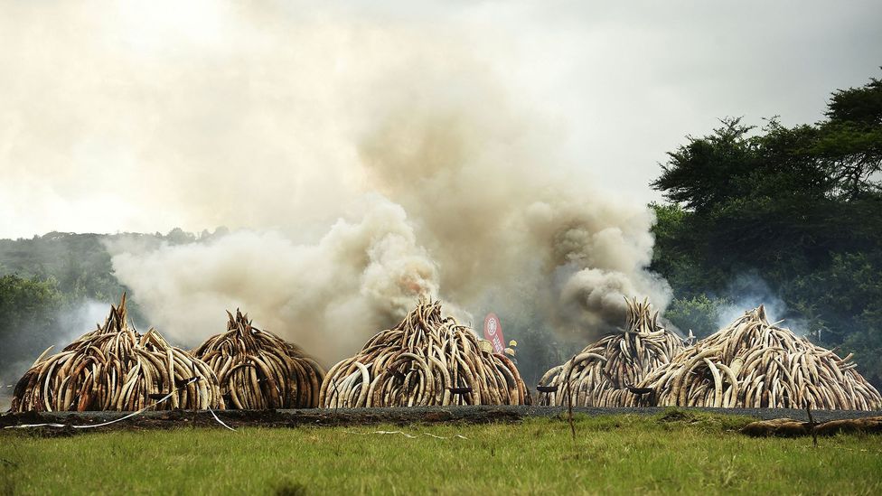 The alternative ivory sources that could help save elephants