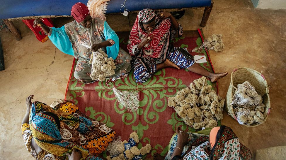 Sea sponges offer lifeline to women in Zanzibar