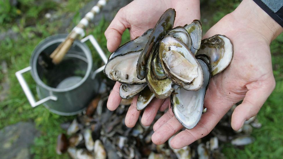 Freshwater pearl mussels: Scotland’s little-known royal gems