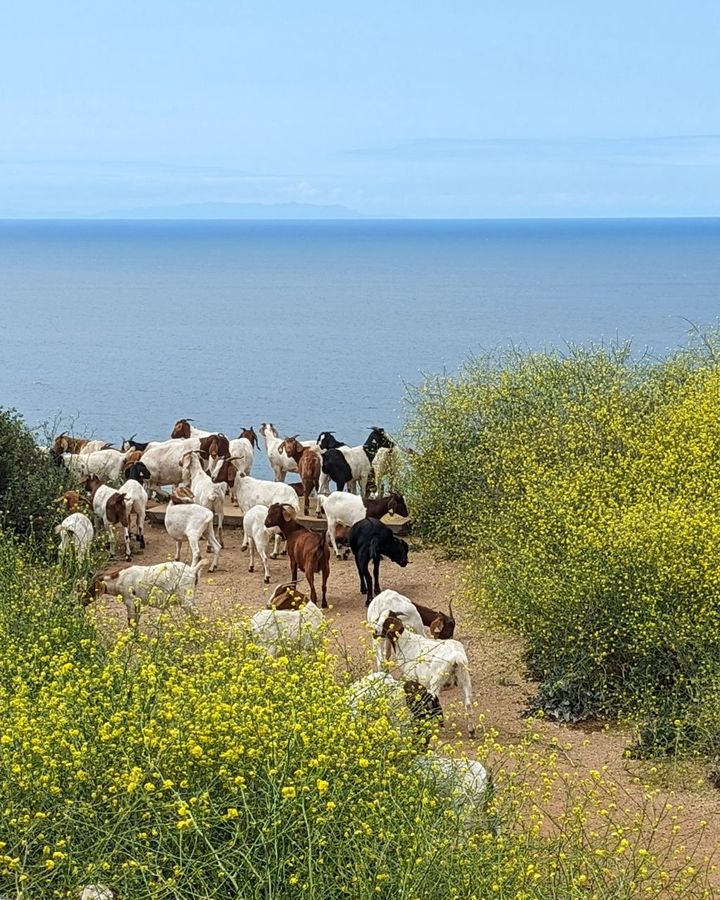 The goats fighting fires in Los Angeles