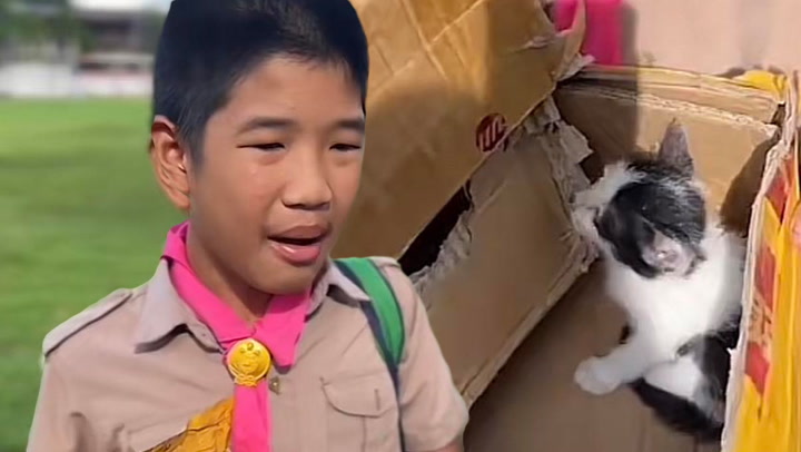 วุ่นทั้งโรงเรียน ยายไม่ให้เลี้ยงแมว เด็กประถมอุ้มใส่กล่องขอร้องครูรับเลี้ยง
