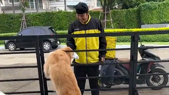แห่เอ็นดูน้องหมาแสนรู้ ดีใจหางกระดิก วิ่งรับพัสดุด้วยตัวเอง