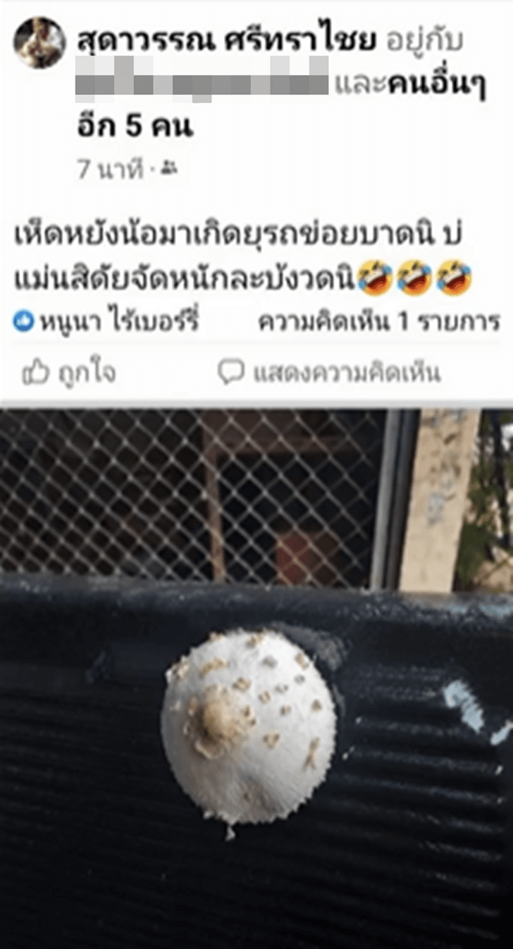 เตรียมจัดหนัก เห็ดขึ้นรถกระบะ ใช้มา 30 ปีไม่เคยเจอ จอดข้างศาลปู่ขาว 3 วันโผล่