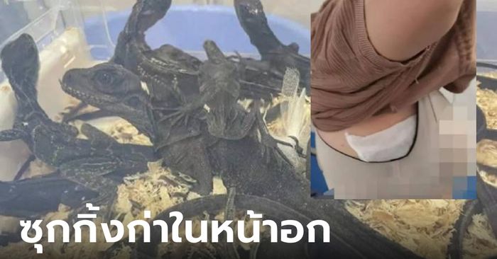 ขนลุก สาวผ่านด่านตรวจท่าทางพิรุธ เสื้อหลวมแปลกๆ ค้นเจอกิ้งก่าในยกทรง 16 ตัว