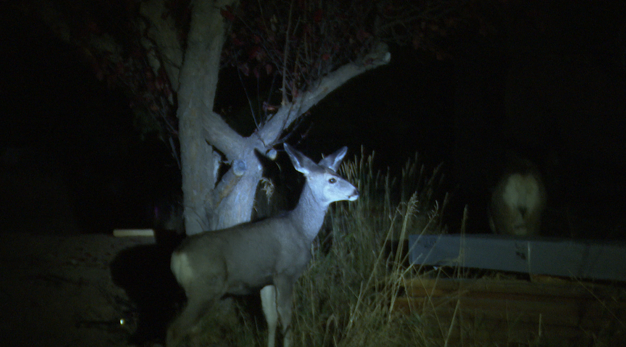 Helena urban deer survey wraps up showing “the program is taking effect”