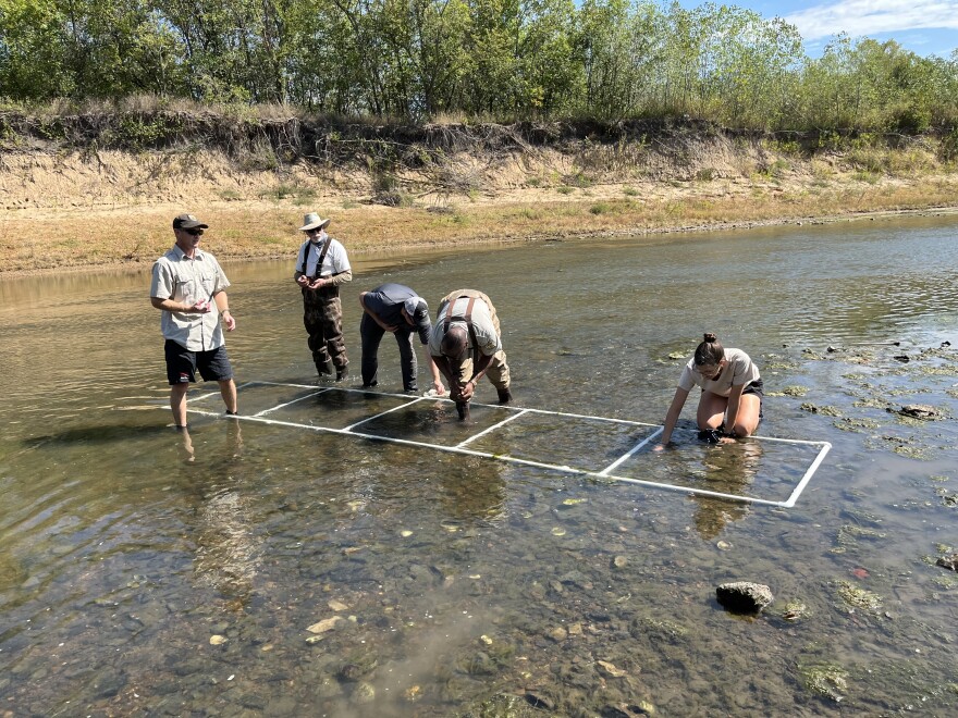 The Kansas Wildlife department grew its own mussels. Now, it’s putting them back where they belong.