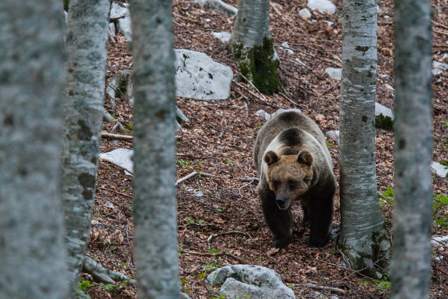 New Wildlife Heritage Areas Help Travelers Find Responsible Animal Experiences