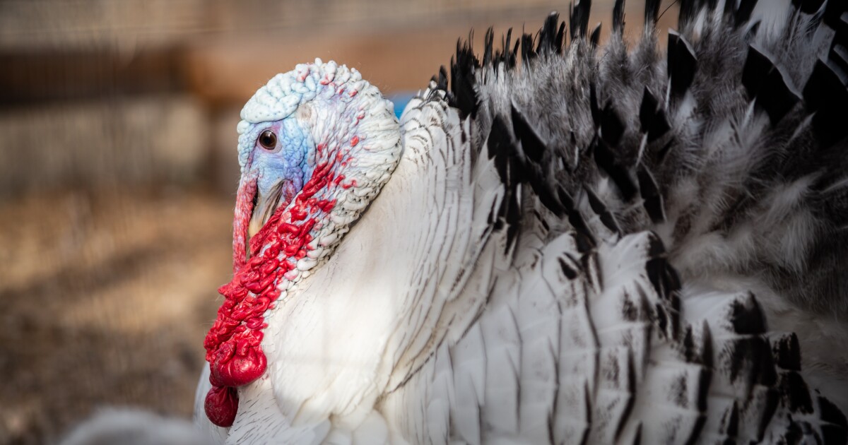 Oklahoma Senate Committee looks to increase turkey population