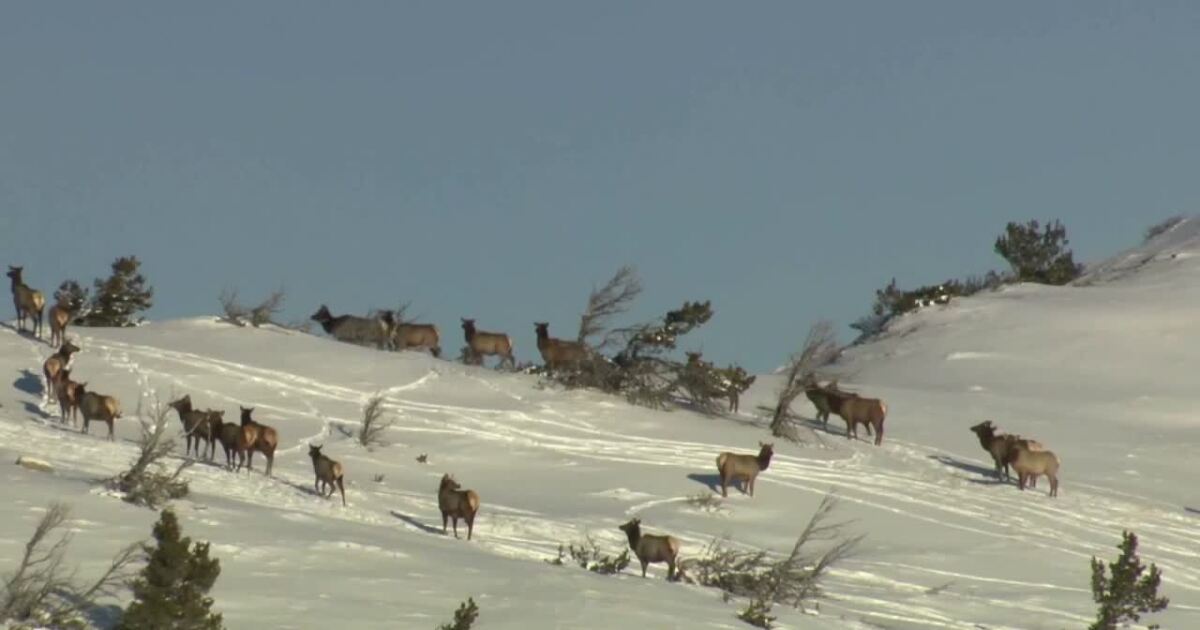 This Week in Fish and Wildlife: Hunters await animal migrations from higher elevations