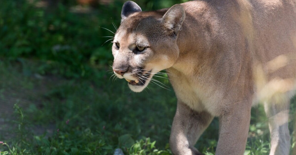 Wildlife advocacy groups sue State of Utah over cougar hunting law