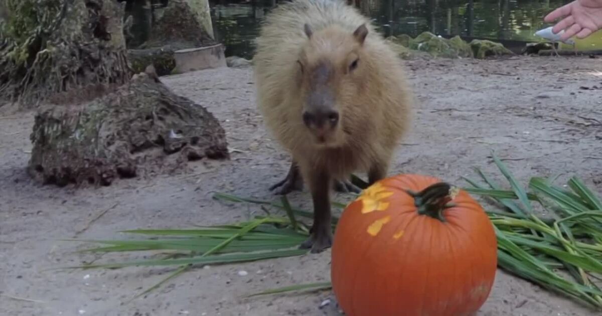 Animals celebrate Halloween at ‘Pumpkinpalooza’ at Palm Beach Zoo