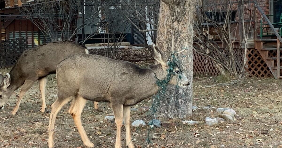 ‘Tis the season to protect antlered wildlife from getting tangled