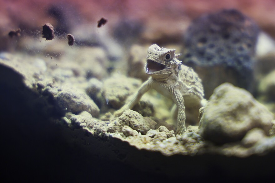 The Dallas Zoo released a record number of horned lizards in a conservation effort