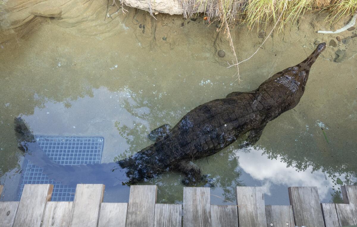 L.A. Zoo helps launch first-of-its-kind network to combat wildlife trafficking