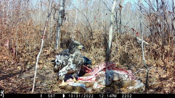 U of M researchers want your videos of deer-gut scavengers