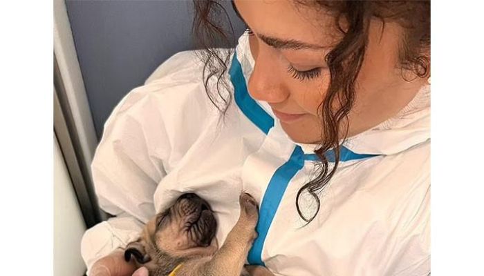 Zendaya and Tom Holland’s Puppy Date at London’s ‘Puppy Heaven’