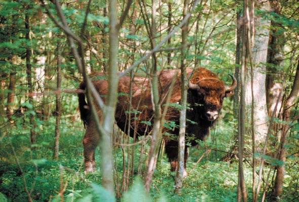 New Wildlife Tracker Powers Itself as Animals Walk, Trot and Run