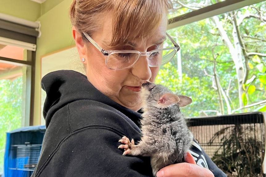 Augustus the baby brushtail possum was orphaned. His carers say he’s a sign of a big problem