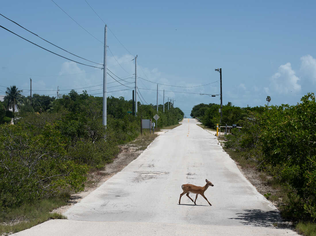 Tiny deer and rising seas: How climate change is testing the Endangered Species Act : Short Wave