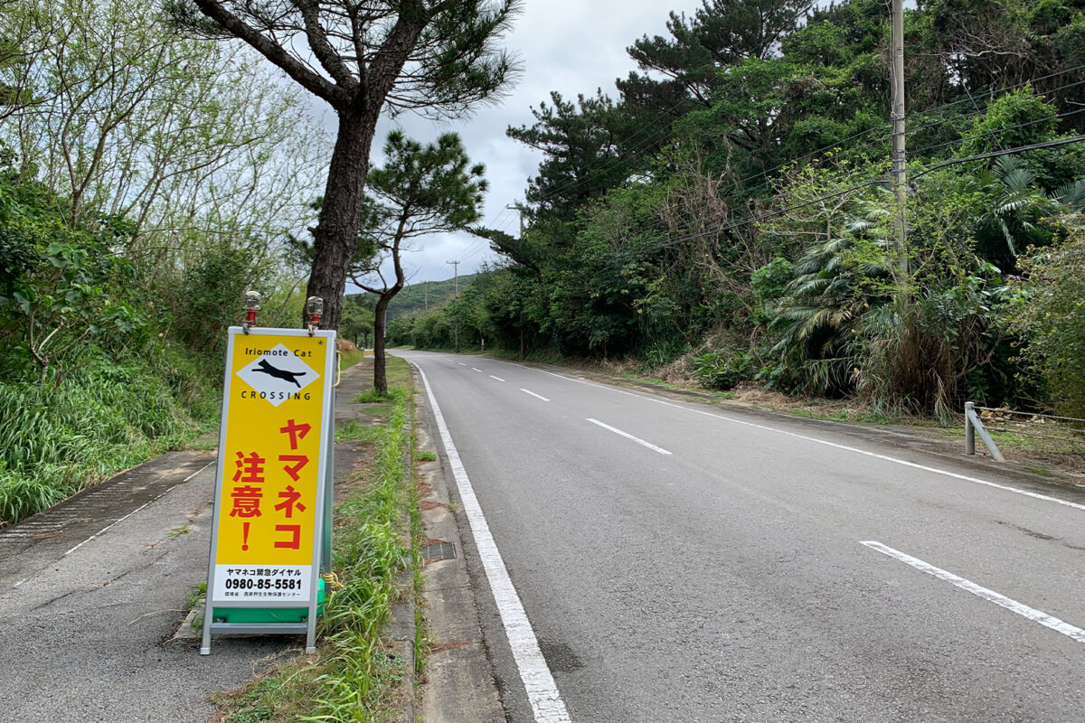 Meet Japan’s Iriomote and Tsushima cats: Ambassadors for island conservation