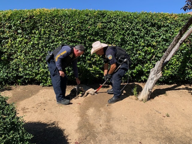 Department of Animal Services’ officers find trapped bobcat, remind residents wildlife traps are illegal