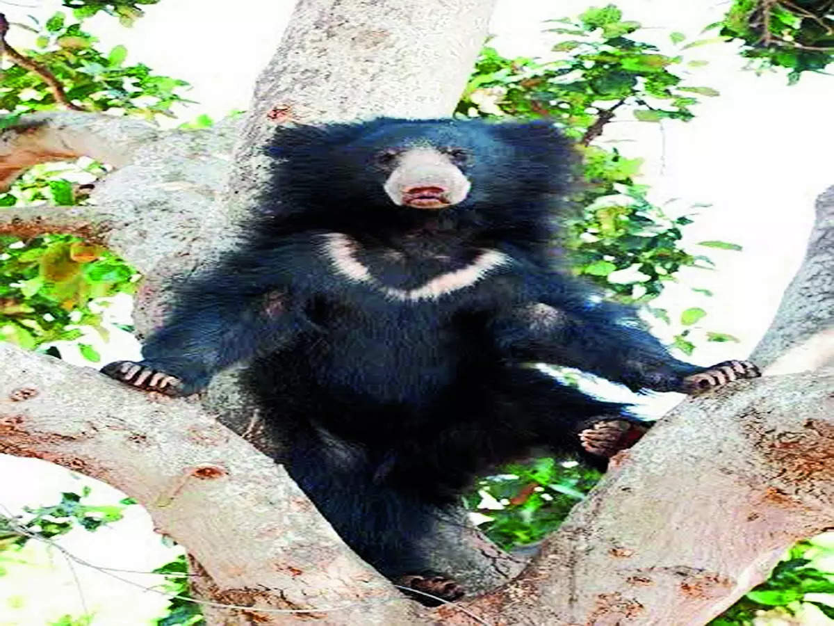 Grin & bear it: Diet fit for sloth bears